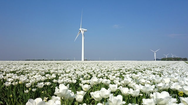 Cánh đồng hoa tulip trắng