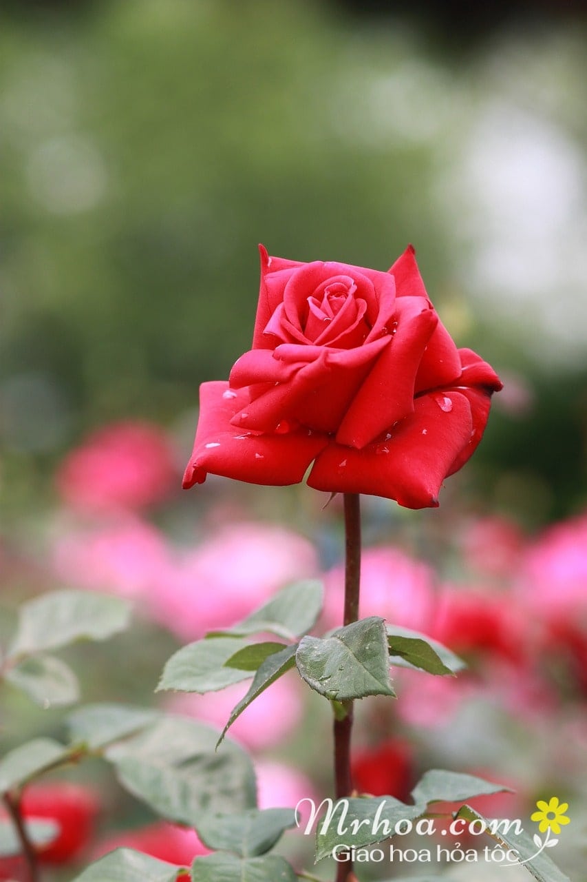 Ý nghĩa hoa hồng đỏ