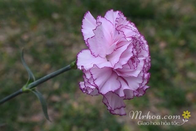 Cành hoa cẩm chướng
