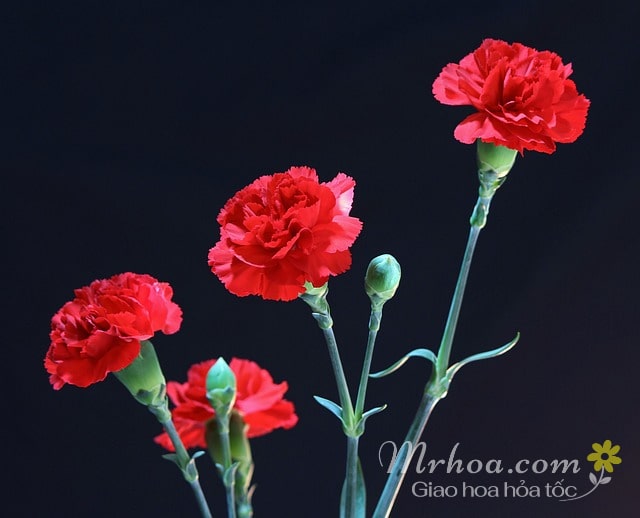 Ảnh hoa cẩm chướng đỏ
