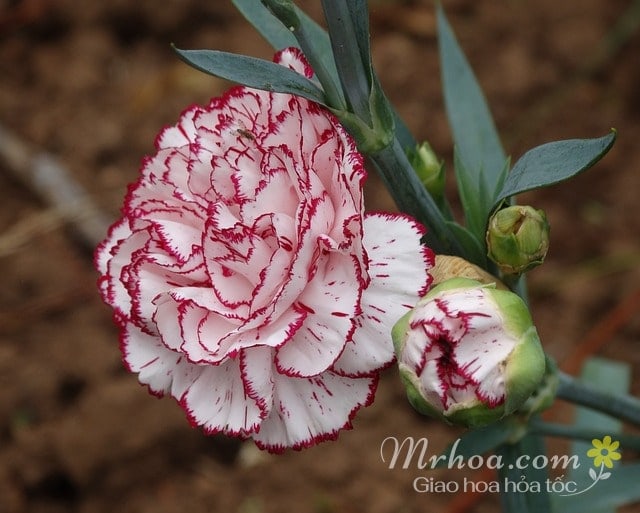 Hoa cẩm chướng vằn