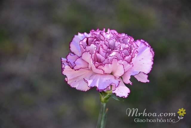 Bông hoa cẩm chướng
