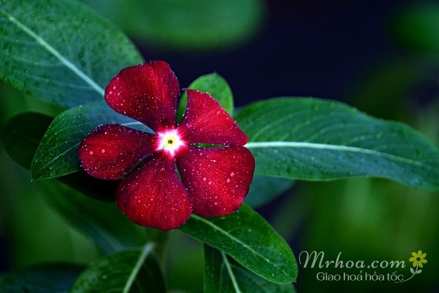 Hoa dừa cạn đỏ