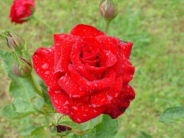 Hoa hồng ecuador