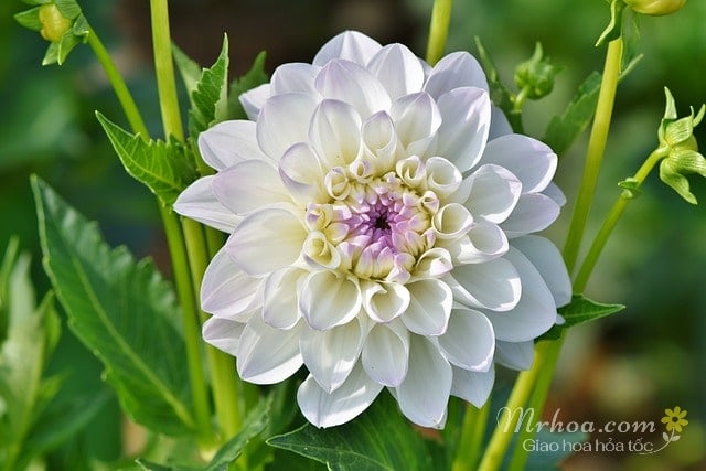 Bông hoa thược dược trắng