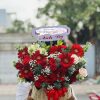 Hoa đồng tiền sinh nhật