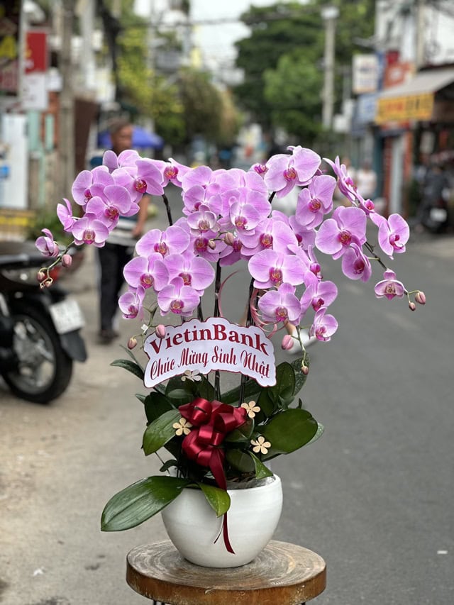 Hoa lan hồ điệp sinh nhật