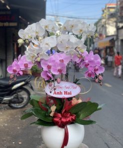 Hoa lan sinh nhật sang trọng