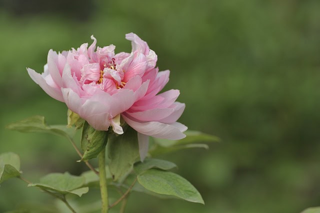 Hoa mẫu đơn