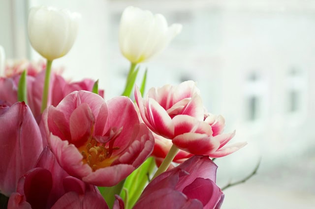 Hoa tulip nhậu khẩu