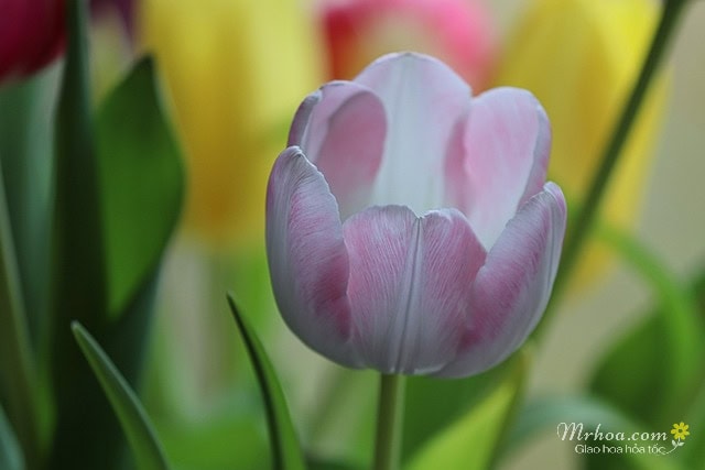 Hoa tulip