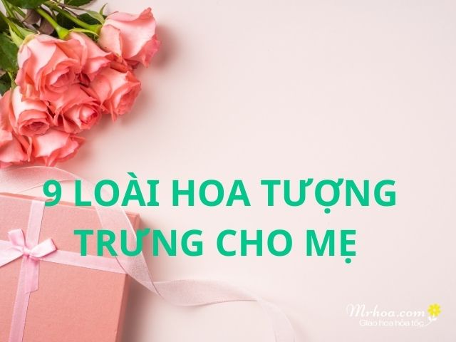 Loài hoa tượng trưng cho mẹ