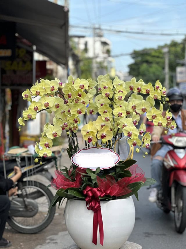 Chậu lan hồ điệp mừng tân gia
