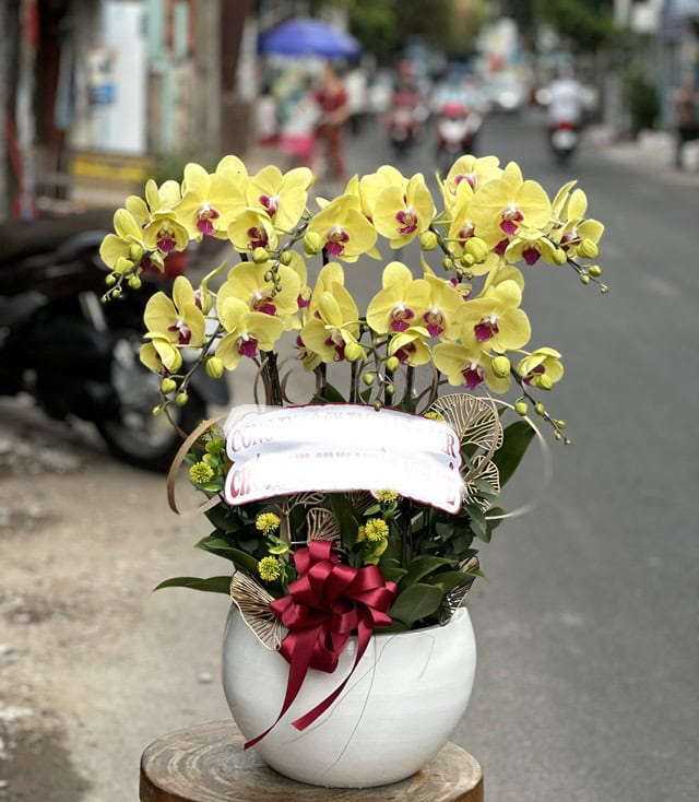 Hoa lan hồ điệp mừng thọ