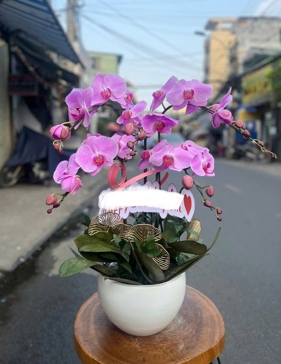 Hoa lan hồ điệp quận 8