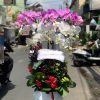 Tiệm lan hồ điệp Bình Chánh