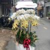 Lan hồ điệp quận 3