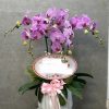 Shop lan hồ điệp quận 7