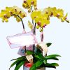 Shop hoa lan hồ điệp Thủ Đức