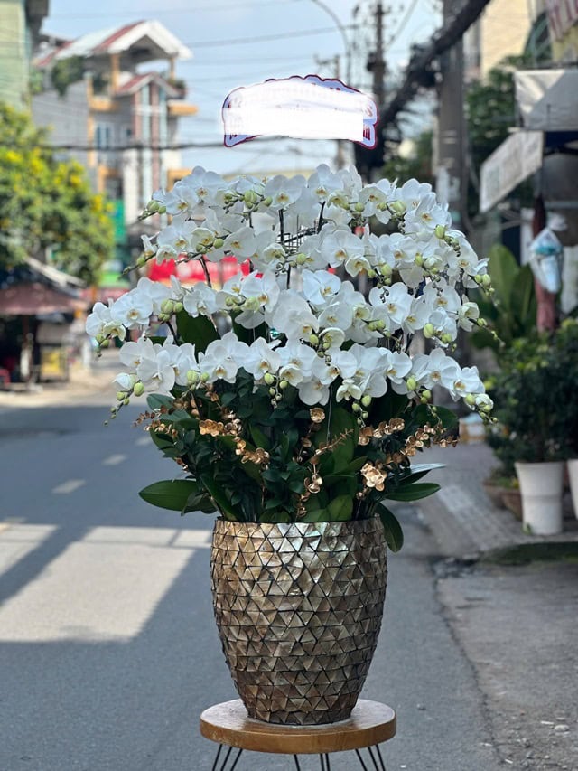 Lan hồ điệp TpHCM