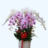 Shop lan hồ điệp quận 10