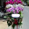 Hoa lan hồ điệp quận 12