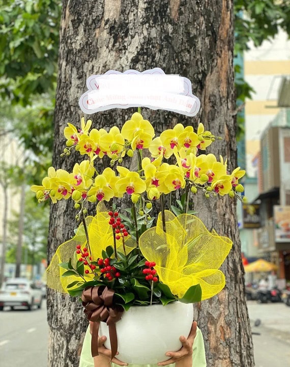 Tiệm lan hồ điệp Hóc Môn
